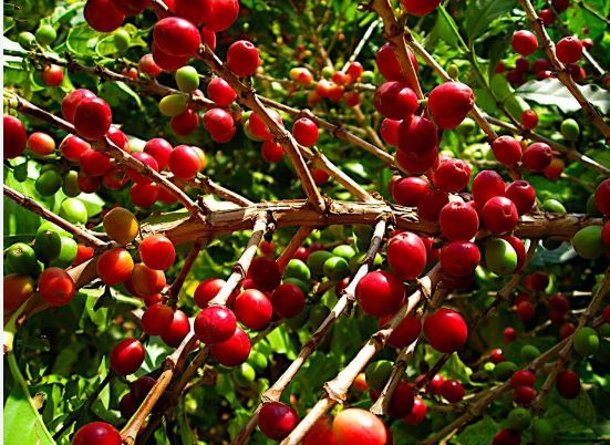 تدشين زراعة 70 ألف شتلة بُن في مديرية العدين