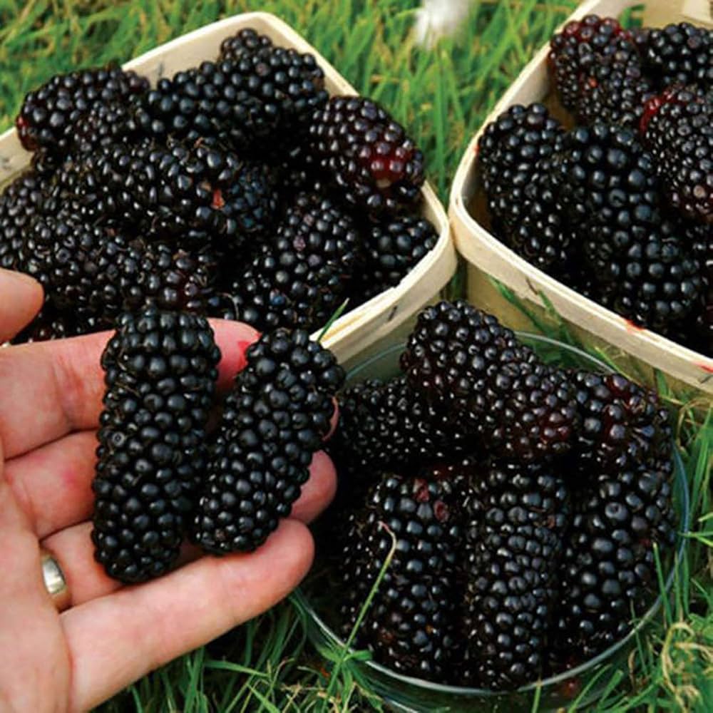 اهم فوائد التوت الأسود الصحية للجسم والذاكرة