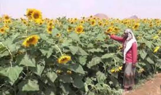نجاح تجربة زراعة عبَّاد الشمس في تهامة