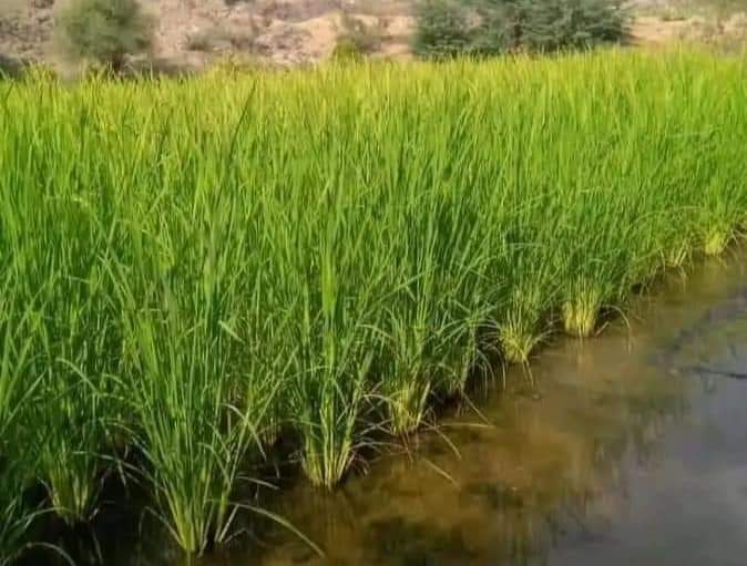 لأول مرة في اليمن.. محافظة حجة تحقق إنجازا زراعيا نوعياً