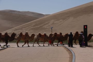 الصين.. أول إشارة مرور في العالم خاصة بالإبل