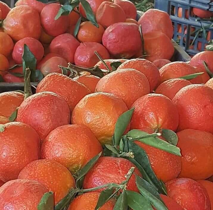 زراعة البرتقال اليمني تواجة تحديات 