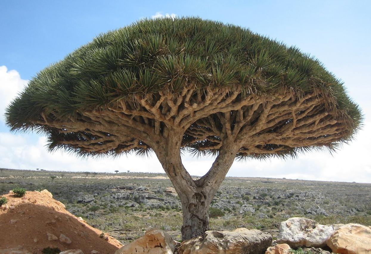جزيرة السعادة اليمنية هدفا للأطماع الخارجية