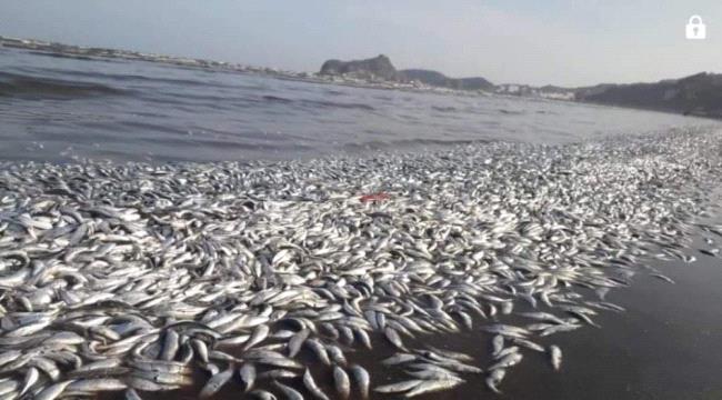 نفوق كميات كبيرة من الأسماك في ساحل أبين