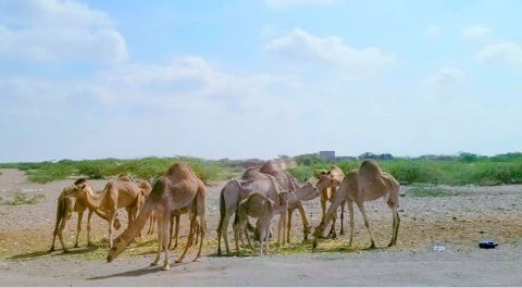 الحرب تحول الحديدة إلى سوق كبيرة للإبل