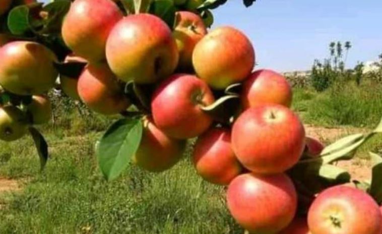 نجاح زراعة التفاح السكري في صعدة